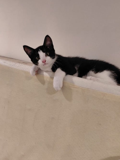 THEO - Domestic Short Hair available for adoption