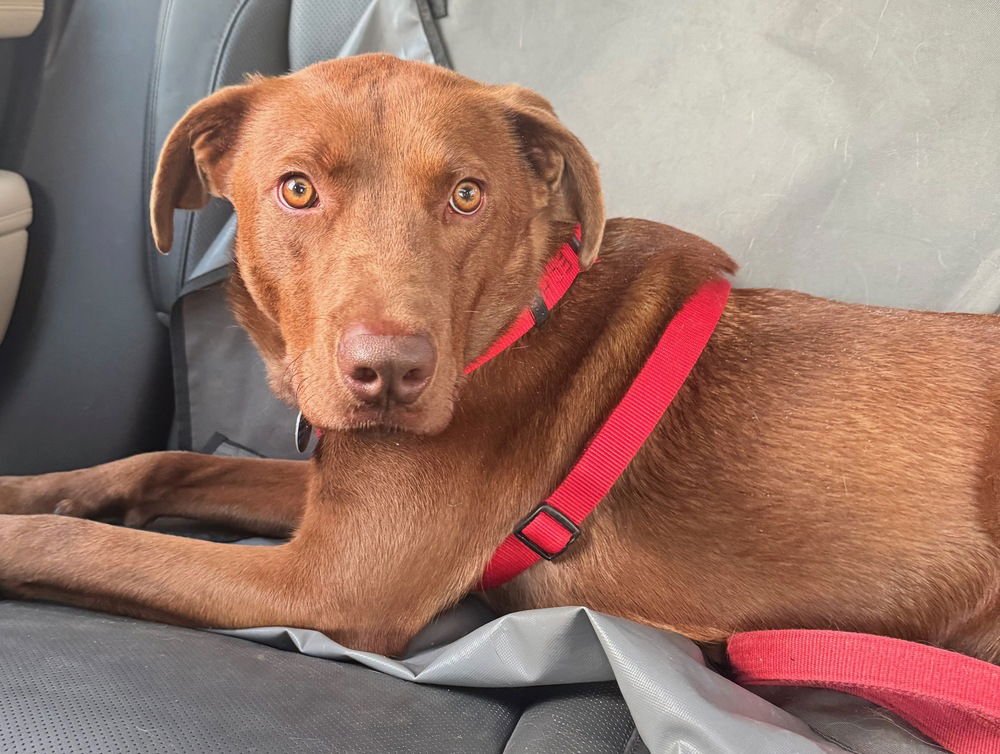 SABLE - Labrador Retriever available for adoption