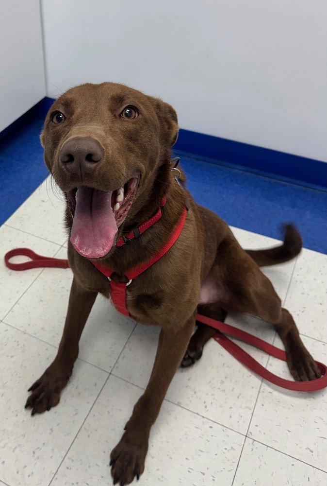 SABLE - Labrador Retriever available for adoption