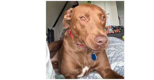 SABLE - Vizsla / Labrador Retriever available for adoption