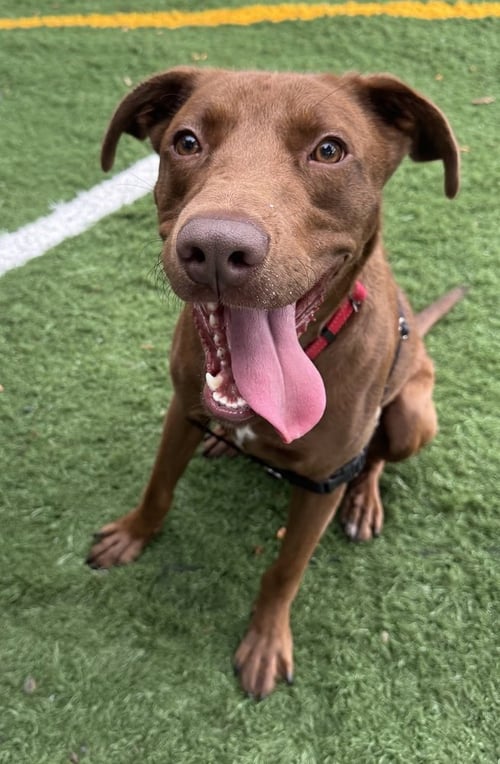 SABLE - Vizsla / Labrador Retriever available for adoption