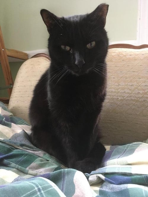 ANAKIN - Domestic Long Hair available for adoption