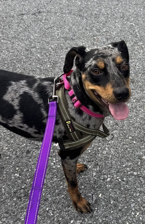 SPICE - Catahoula Leopard Dog available for adoption