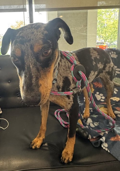 SPICE - Catahoula Leopard Dog available for adoption