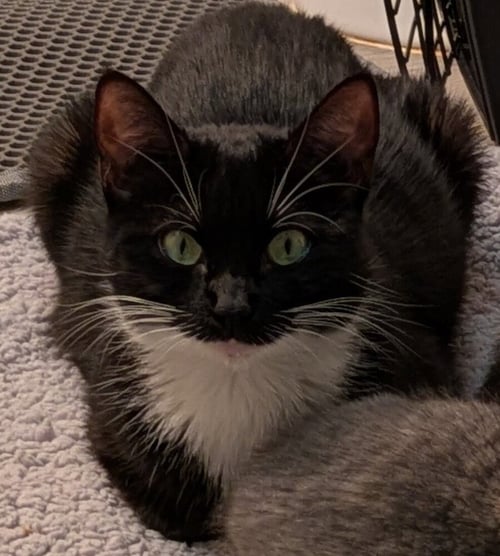 HUNTRIX - Domestic Short Hair available for adoption