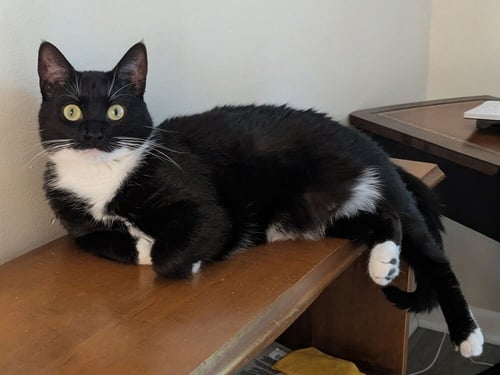 HUNTRIX - Domestic Short Hair available for adoption
