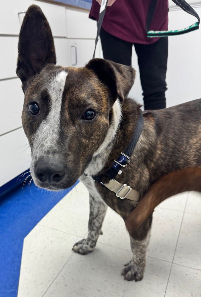 STRIPE - Cattle Dog available for adoption