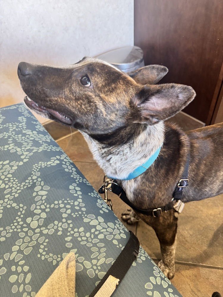STRIPE - Cattle Dog available for adoption