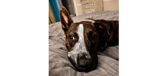 STRIPE - Cattle Dog available for adoption