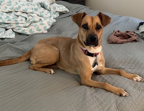 HONEY - Labrador Retriever available for adoption