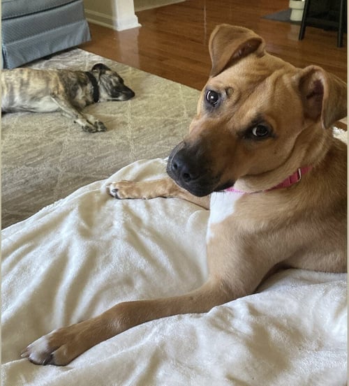 HONEY - Labrador Retriever available for adoption