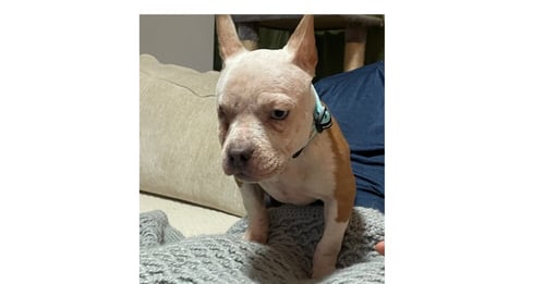 PILAR - French Bulldog available for adoption