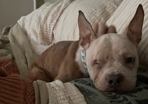PILAR - French Bulldog available for adoption