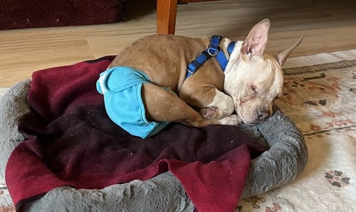 PILAR - French Bulldog available for adoption