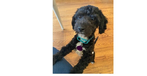 ROCKY - Maltese / Poodle (Miniature) available for adoption