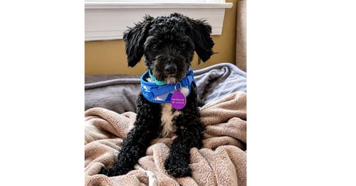 ROCKY - Maltese / Poodle (Miniature) available for adoption