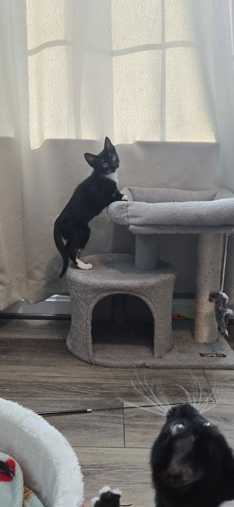 IRIS - Domestic Short Hair available for adoption