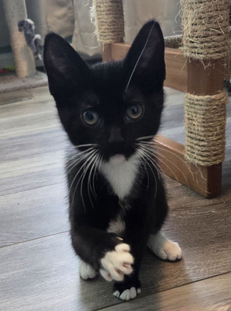 LILY - Domestic Short Hair available for adoption