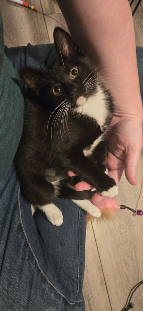 LILY - Domestic Short Hair available for adoption