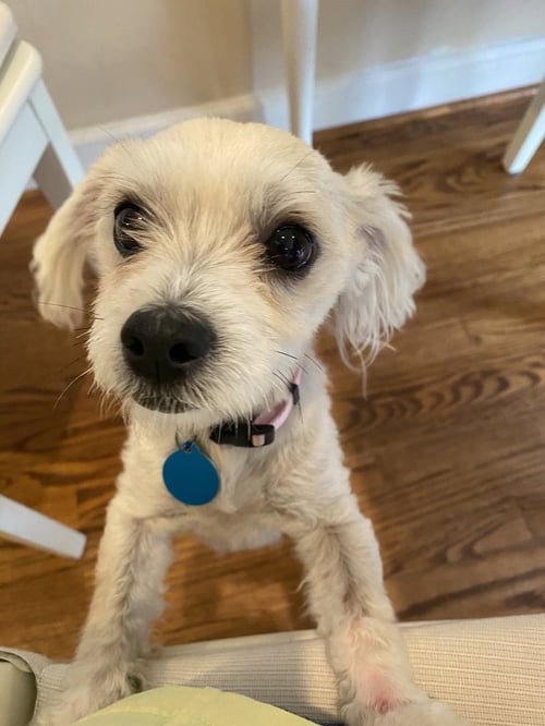 LUNA - Maltese / Poodle (T-Cup) available for adoption
