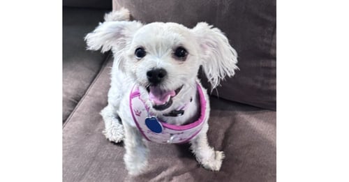 LUNA - Maltese / Poodle (T-Cup) available for adoption