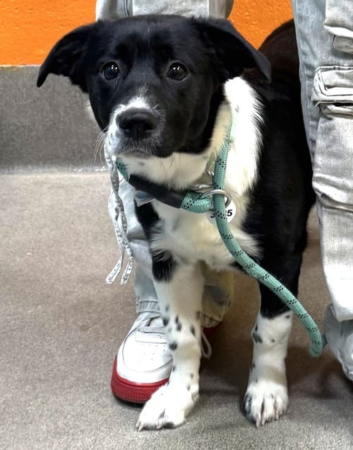MINNIE - Terrier / Retriever available for adoption