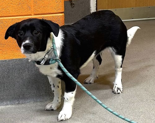 MINNIE - Terrier / Retriever available for adoption