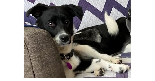 MINNIE - Terrier / Retriever available for adoption