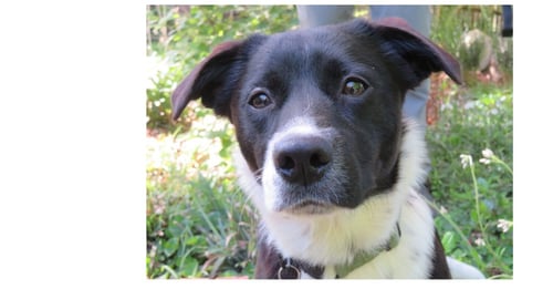 MINNIE - Terrier / Retriever available for adoption
