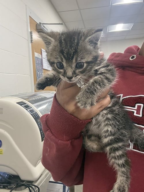 PRINGLES - Domestic Short Hair available for adoption