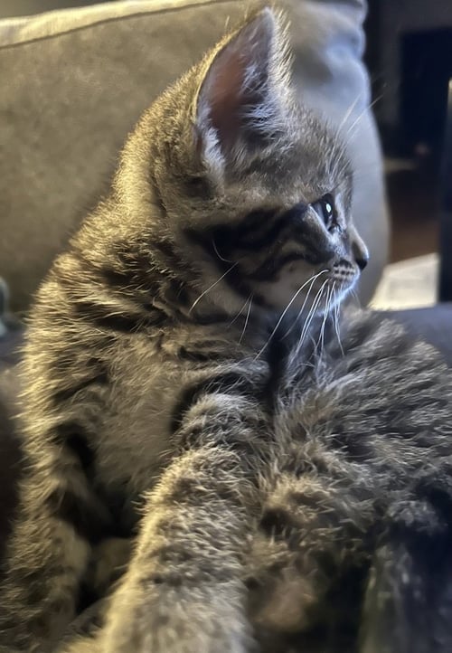 PRINGLES - Domestic Short Hair available for adoption