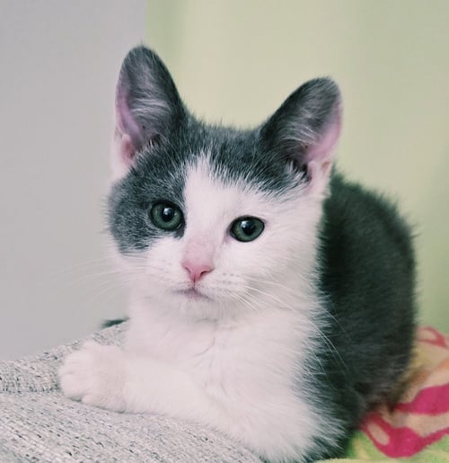 ARYA - Domestic Medium Hair available for adoption