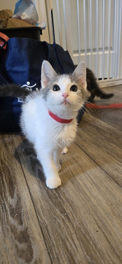 FREDDIE - Domestic Short Hair available for adoption