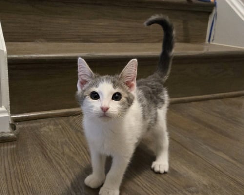 FREDDIE - Domestic Short Hair available for adoption