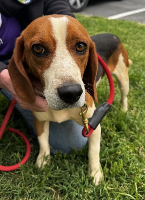 THADDEUS - Black and Tan Coonhound available for adoption