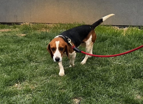 THADDEUS - Black and Tan Coonhound available for adoption