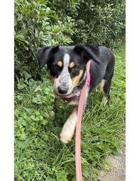 Bluey - Photo 2