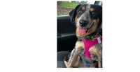 Bluey - Photo 1