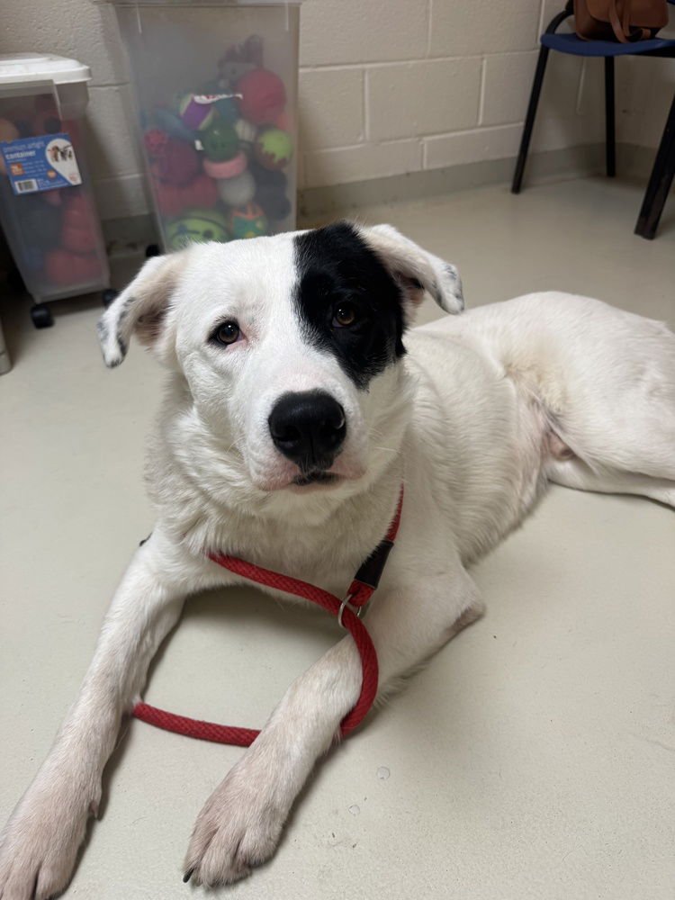 MAX - Great Pyrenees available for adoption