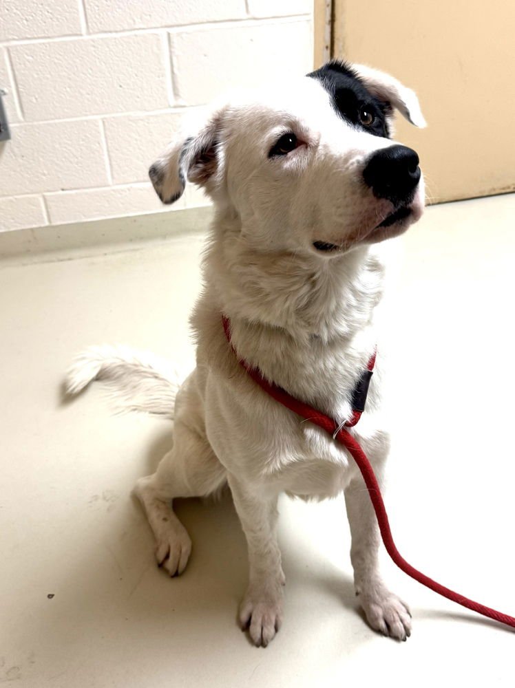MAX - Great Pyrenees available for adoption