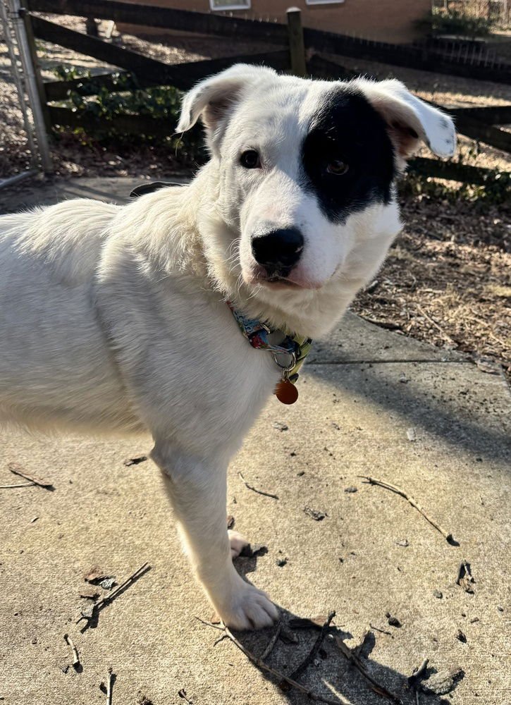 Max - Photo 4