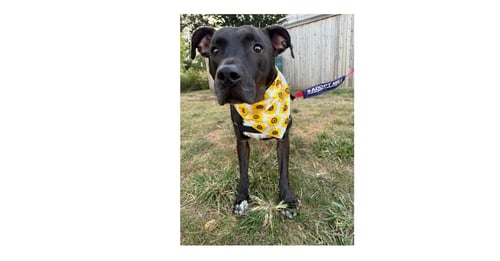 BOBBY - Labrador Retriever / Terrier available for adoption