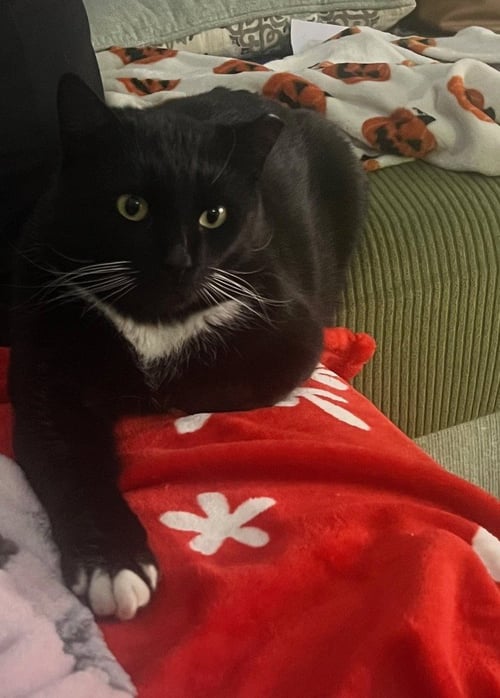 BUTTERNUT - Domestic Short Hair available for adoption