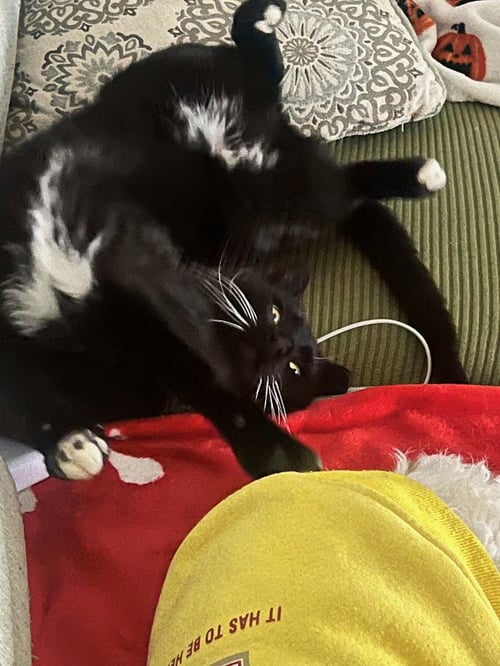 BUTTERNUT - Domestic Short Hair available for adoption
