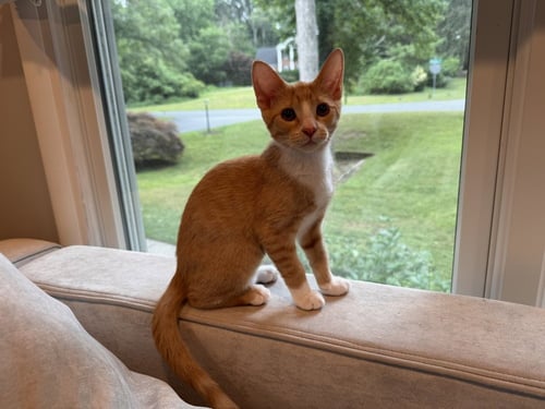 GIGI - Domestic Short Hair available for adoption