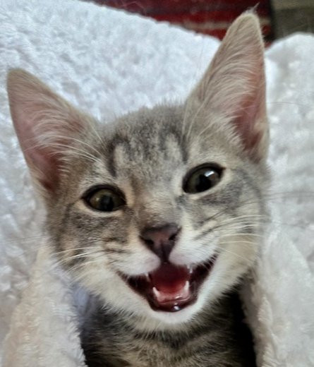 FREYA - Domestic Short Hair available for adoption