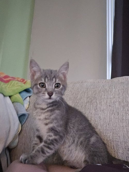 FREYA - Domestic Short Hair available for adoption