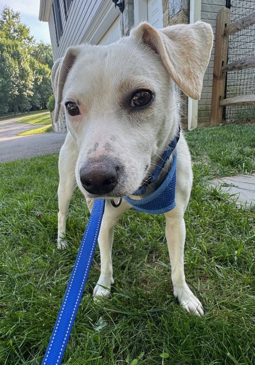 POLLYWOG - Jack Russell Terrier available for adoption
