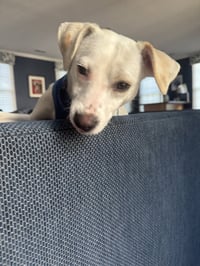 Pollywog - Photo 3