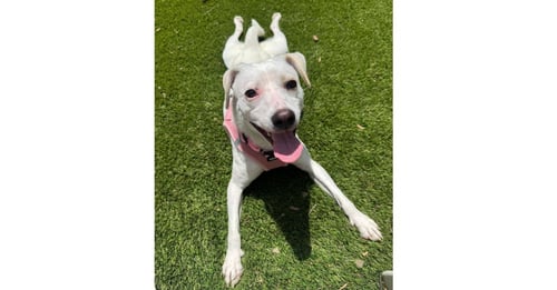 POLLYWOG - Jack Russell Terrier available for adoption